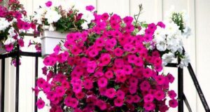 rostliny vhodné pro jarní a letní balkony: barevné a stále kvetoucí varianty