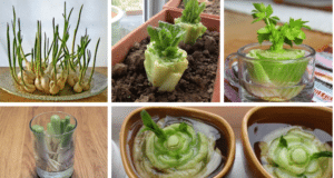 8 druhů bylinek a zeleniny, které si bez problému vypěstujete přímo u vás doma! 8 druhů bylinek a zeleniny, které si bez problému vypěstujete přímo u vás doma!