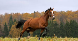 Podzim je tu – jak se postarat o koně?