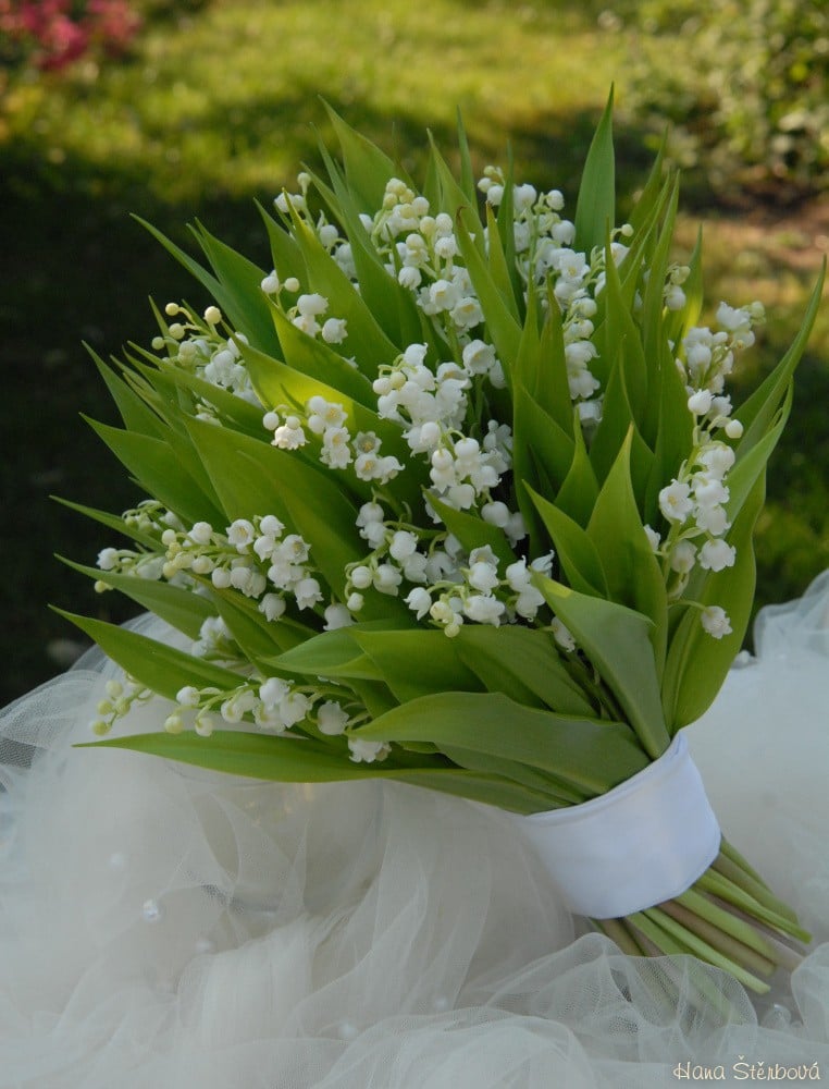 ROZHOVOR: Jaká byla Hanina cesta k floristice?