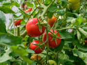 Kdy a jak vysít rajčata, aby přinesla dobrou úrodu? Zde jsou zásady, kterých je třeba se držet