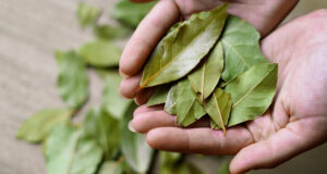 Bobkový list: Starý, ale zlatý trik pro čistou a svěží koupelnu