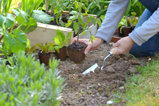 gardener holding a tomato seedling to planting in garden