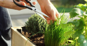 Jaké bylinky vysázet? Tyto druhy budou na zahrádce prosperovat a v kuchyni dělat radost