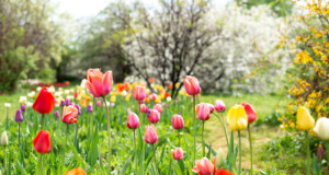 Jak na krásně rozkvetlé tulipány v zahradě? Prohlédněte si tyto zahradní tipy