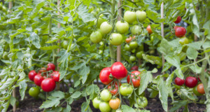 Vitamínová bomba pro rajčata: Skvělé domácí hnojivo