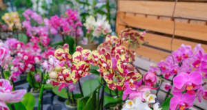 Udělejte to v dubnu: 1 lžíce a i ta nejslabší orchidej, která nikdy nekvetla, rozkvete!