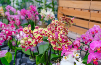 Orchidej nekvete a jen přežívá? Domácí hnojivo ze skořápek a banánu použijte jen ve správný čas