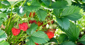 Nejlepší domácí hnojivo pro bohatou úrodu jahod máte celou dobu pod nosem: Žádnou chemii už není třeba