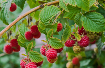 Domácí hnojivo pod maliny: Stačí trochu nasypat pod keř a budete sbírat plné mísy