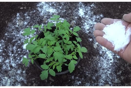 Zasaďte rajčata do této směsi: Jednoduchý trik, který zastaví plíseň a zdvojnásobí úrodu