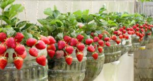 K pěstování jahod nepotřebujete zahradu: Tyto chutné plody si vypěstujete i na balkoně