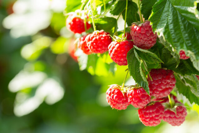 branch of ripe raspberries in a garden