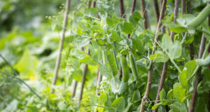 Skvělé tipy a triky po pěstování hrášku: Díky kterým budete mít skvělou úrodu