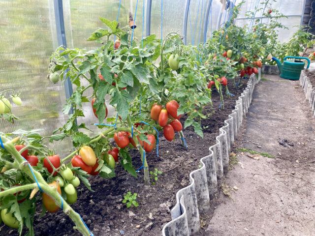 growing tomatoes in a greenhouse