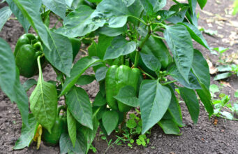 Zázrak z krbu: 1 lžíce pod každý keřík a papriky nebudou vědět, kdy s úrodou přestat