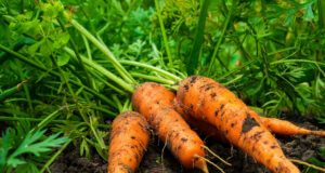 Účinná rada pro pěstování mrkve: Použijte tento kuchyňský zázrak a ochraňte svou zahradu před škůdci!