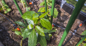 Vypěstujte si snadno bobkový list v květináči: Sbírat ho můžete celý rok