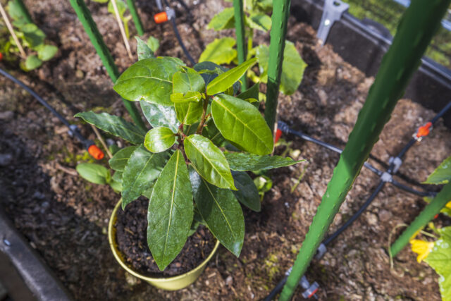 Close up view of bay laurel tree plant on background. Sweden.