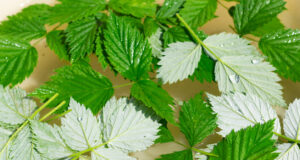 Toto je důvod, proč dávám v červnu malinové listy do obyčejné sklenice na zavařování: Rada, za kterou budete v zimě děkovat