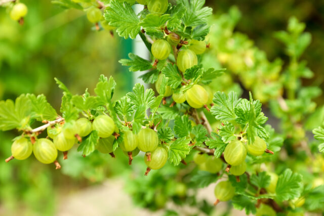 Closeup view of bush with ripening gooseberries outdoors
