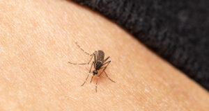 Zaručený domácí trik proti mouchám a komárům: Stačí to dát do pokoje a nepotřebuji ani síťky, celé léto mám od havěti klid