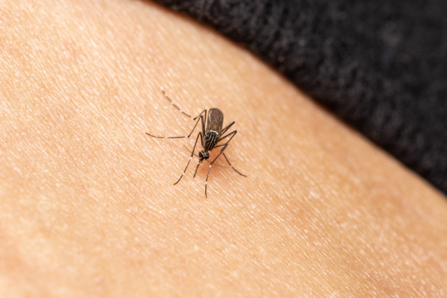 mosquito on human skin