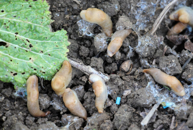 In the vegetable garden, harmful slugs were destroyed with the help of poisoned bait