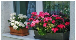 Muškáty pijí toto hnojivo do poslední kapky: Díky němu jsou jejich stonky pružné a květiny větší než kdykoli předtím!