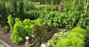 Podívejte se, jakou zeleninu vysít v červenci: Rychle se budete těšit ze sklizně