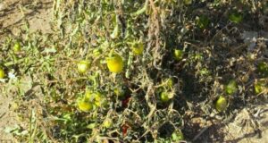 Podívejte se, jak zachránit uvadající rajčata: Postačí Vám k tomu obyčejné vaječné skořápky