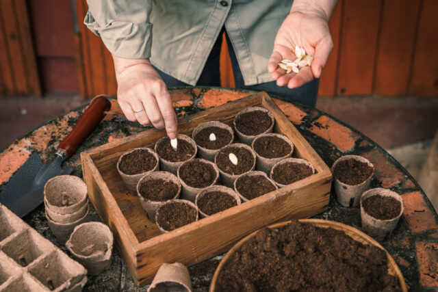 Planting pumpkin seeds for germination into biodegradable peat pots