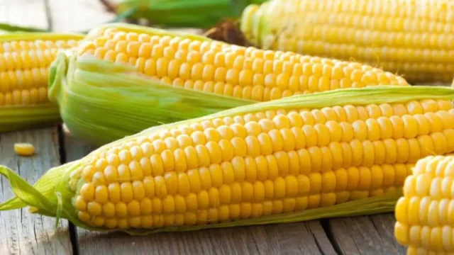 Pěstování vlastní kukuřice na zahradě: Kompletní průvodce od zasetí až po sklizeň sladké a šťavnaté kukuřice přímo z vaší zahrádky Pěstování vlastní kukuřice na zahradě: Kompletní průvodce od zasetí až po sklizeň sladké a šťavnaté kukuřice přímo z vaší zahrádky