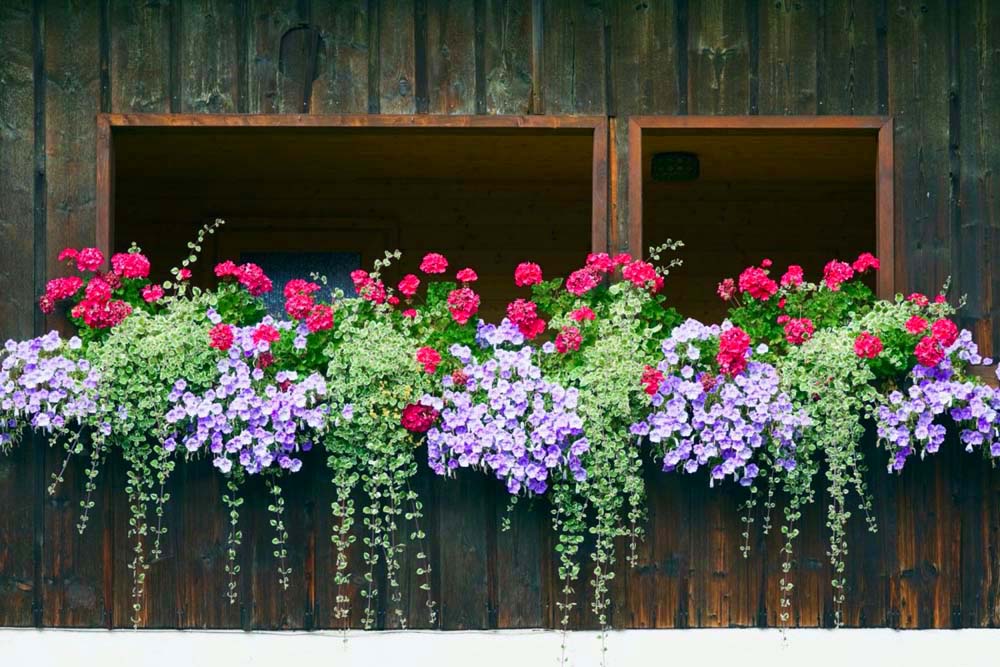 Květinový ráj s pelargoniemi: 30+ úžasných nápadů pro vaši zahradu