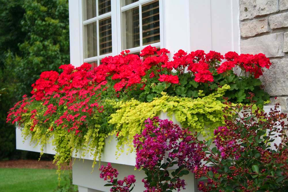 Květinový ráj s pelargoniemi: 30+ úžasných nápadů pro vaši zahradu