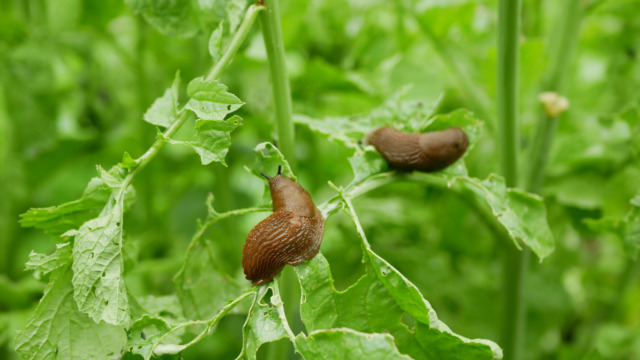 Spanish slug Arion vulgaris snail parasitizes on radish or lettuce cabbage moves garden field, eating ripe plant crops, moving invasive brownish dangerous pest agriculture, farming farm, poison