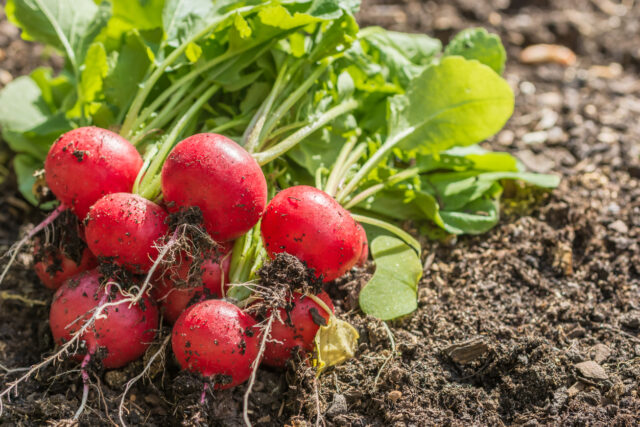 Freshly picked radishes lie on a bed