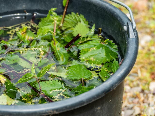 nettle brew natural fertilizer stinging nettles
