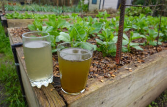 Odpad, nebo poklad? 5 domácích hnojiv, která nakopnou vaši zahradu k nevídaným výkonům