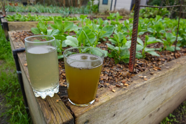 homemade fertilizer to fertilize plants made with nettle and comfrey in cups