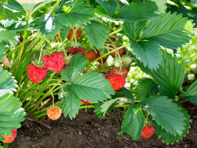 Strawberry plant. Staberry bushes. .