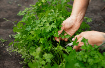 Sbohem, žlutá petrželi: Zasaďte ji takto a sklidíte voňavou nať až do zimy!