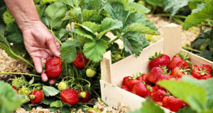 Jak na zdravé a chutné jahody: Kdy je sázet, jak je hnojit a chránit před plísní