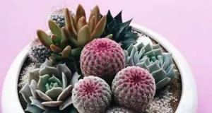 Zelené oázy v miniatuře: Půvabná kaktusová aranžmá pro váš domov – Inspirujte se!
