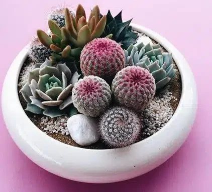 Mini-Cactus-Gardens-3.jpg