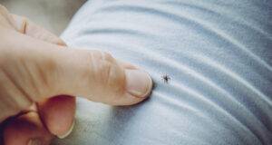 Klíšťata tento zápach nesnášejí: Přírodní trik, který doplňuje ochranu z obchodu