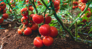 Tajemství bohaté úrody: Zahrabejte syrové vejce pod rajčata a okurky