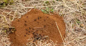 Rozhoďte po trávníku a zbavíte se mravenců: Přírodní způsob, jak ochránit zahradu bez chemie