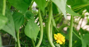 Zelené fazole milují toto hnojivo: Pravidelně zalévejte a úroda vás překvapí