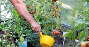 Kroutí se vám listy u rajčat? Tohle může zachránit celou úrodu